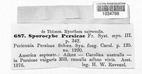 Sporocybe persicae image